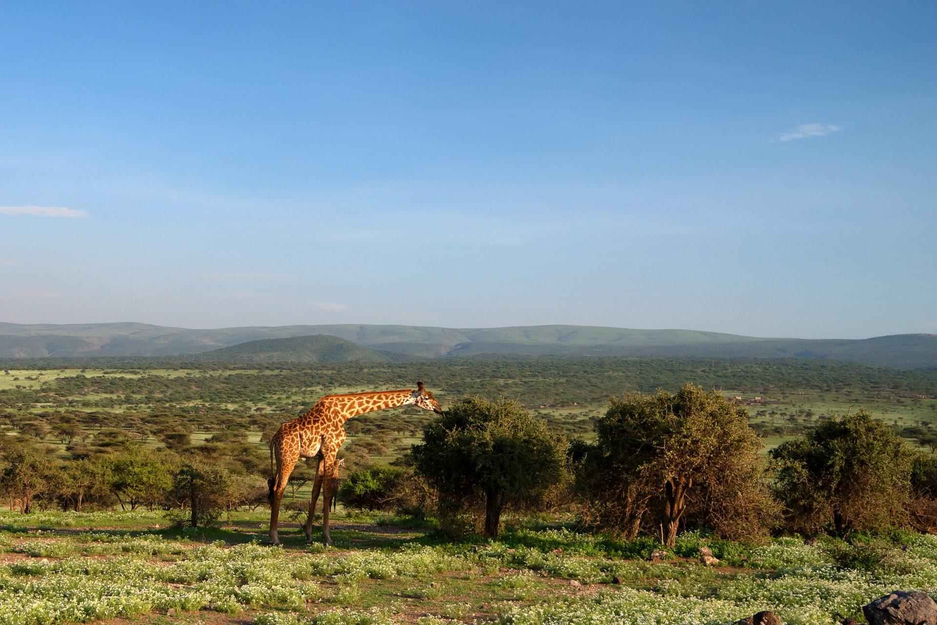 Lake Naivasha – Massai-Giraffe frisst Akazienblätter, Crescent Island Kenia