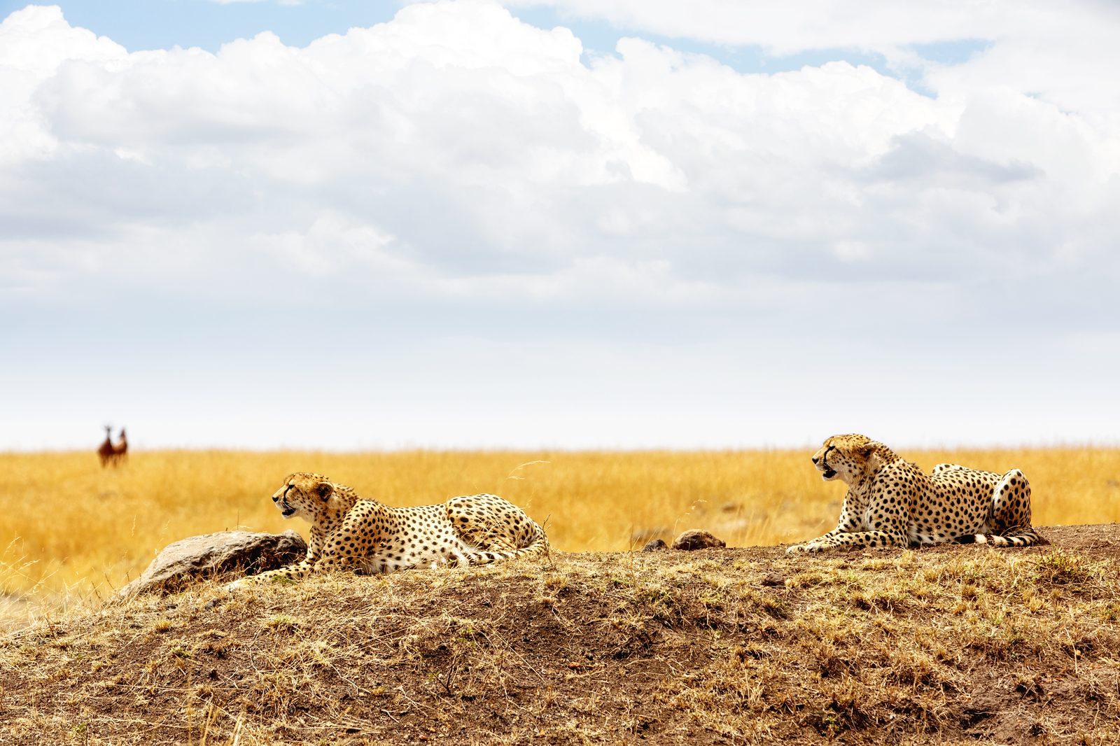 Ganztägige Massai Mara Safari