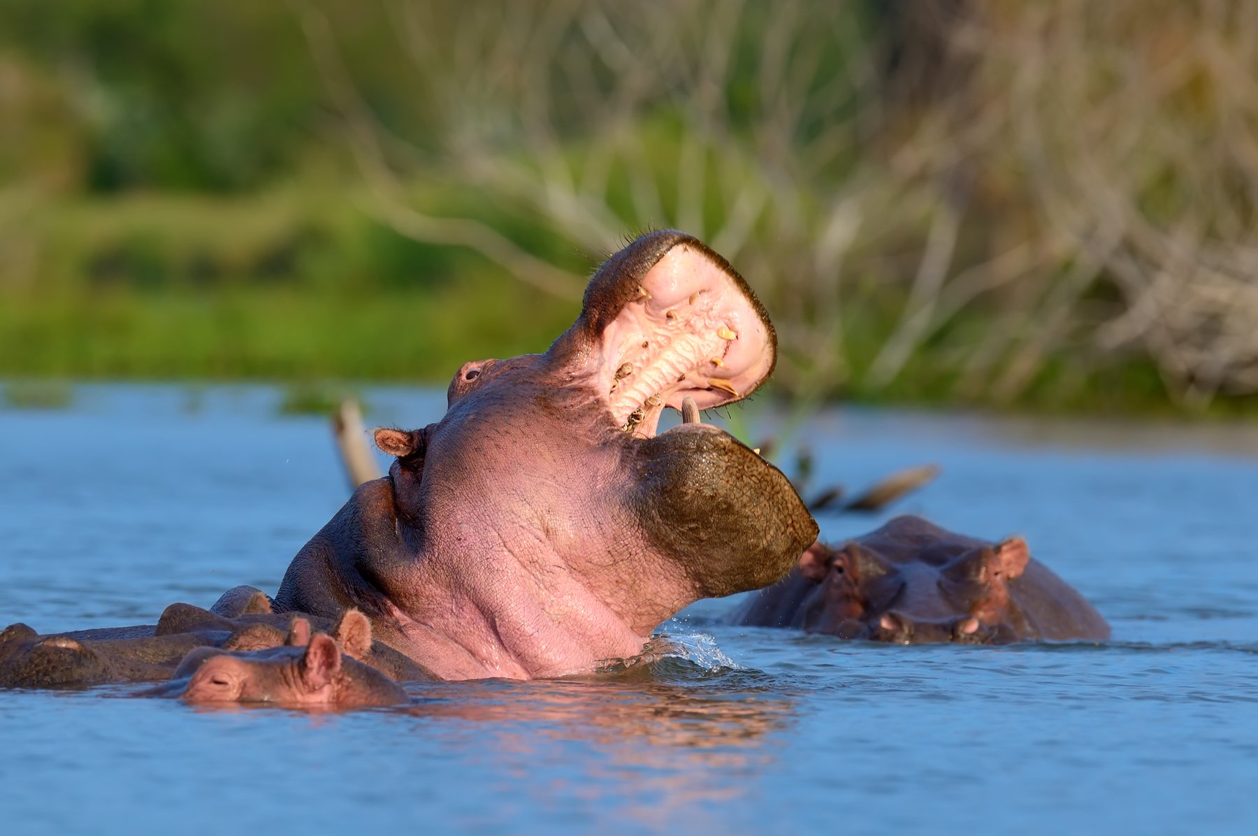 Tsavo West – Mzima Springs & Nashornschutzgebiet