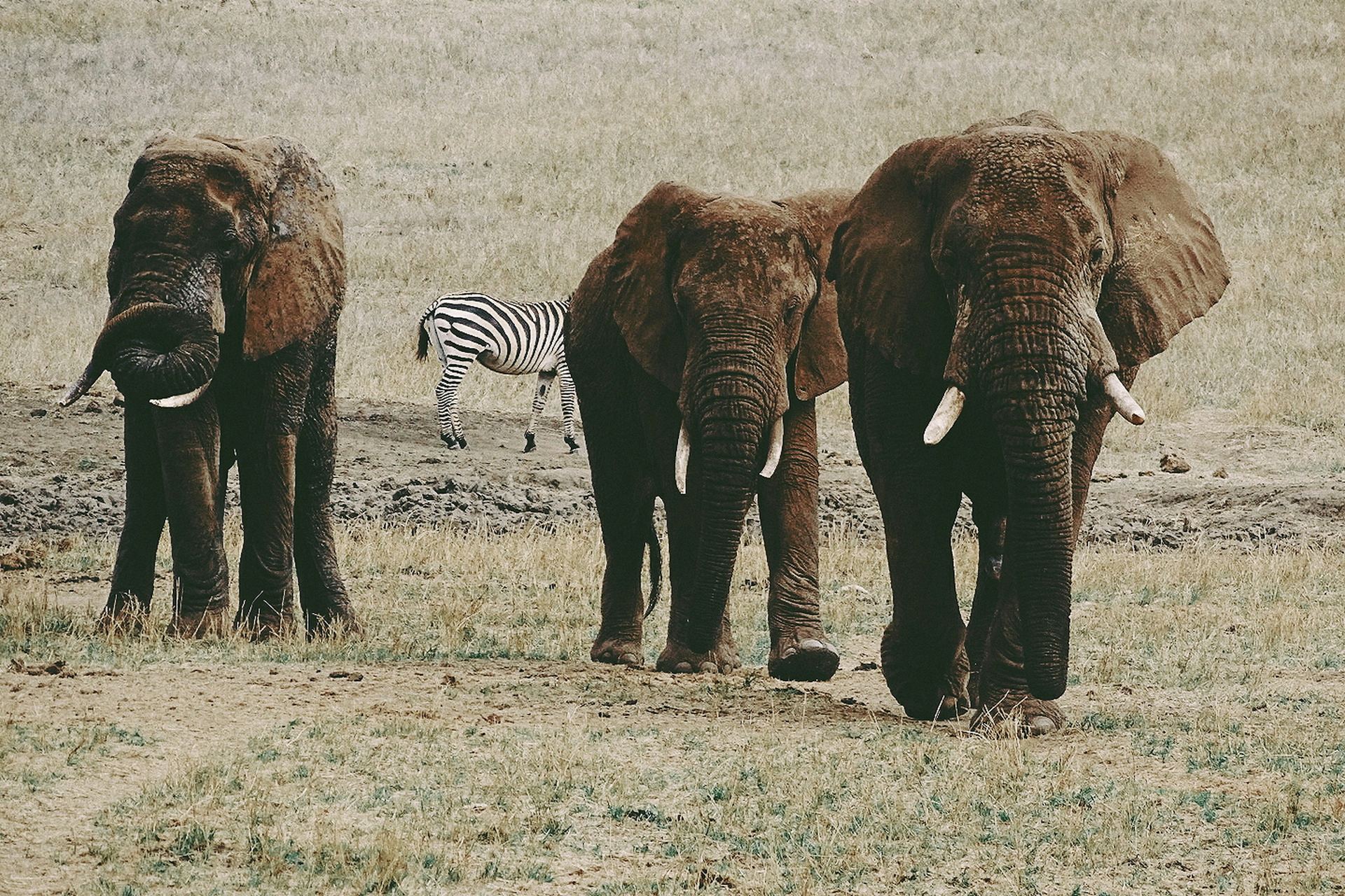 TSAVO WEST WILDNIS