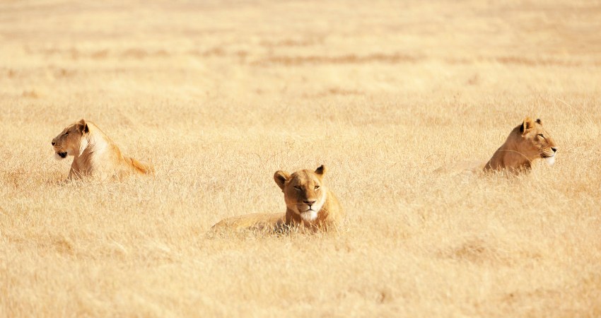 Drei Löwinnen in der endlosen Savanne der Serengeti