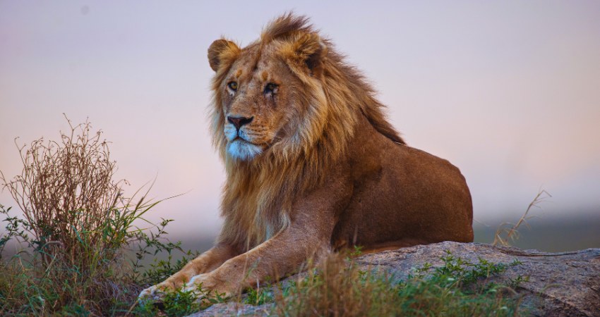 Stolzer Löwe auf einem Fels in der Dämmerung der Serengeti