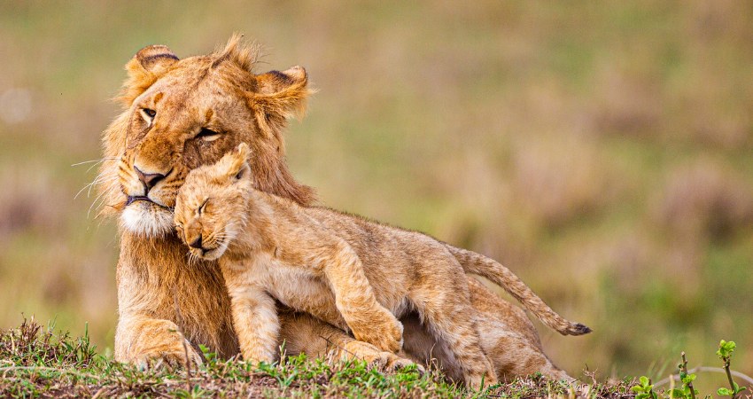 Löwenmutter und Junges in inniger Verbundenheit auf der Serengeti