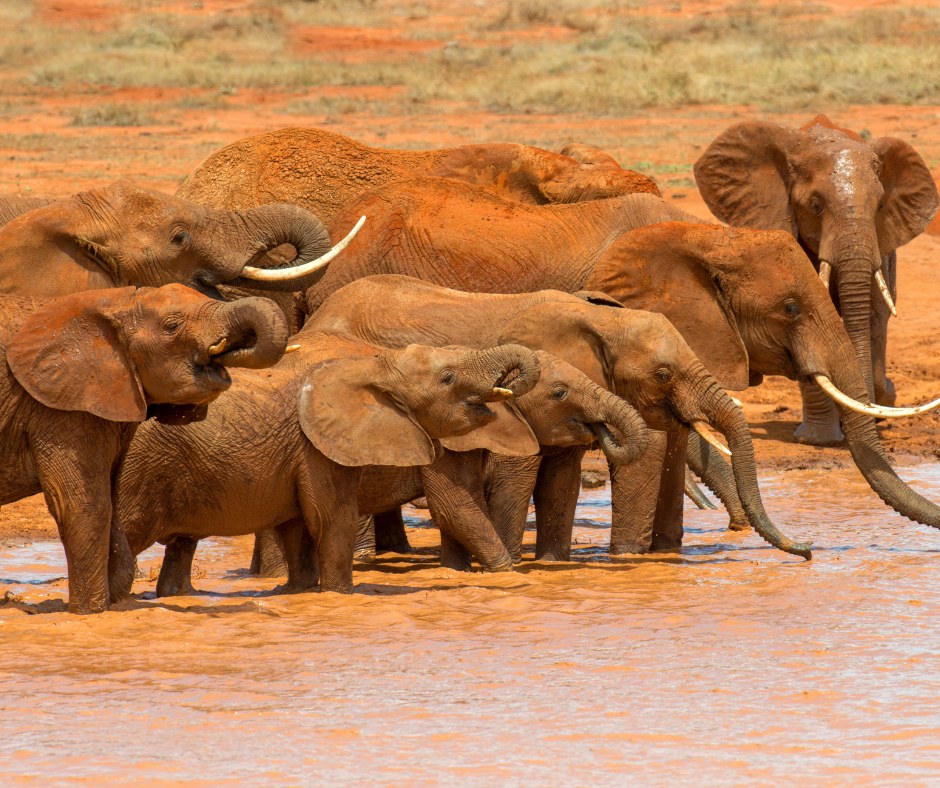 Elefantenherde mit Kälbern am Wasserloch im Tarangire Nationalpark