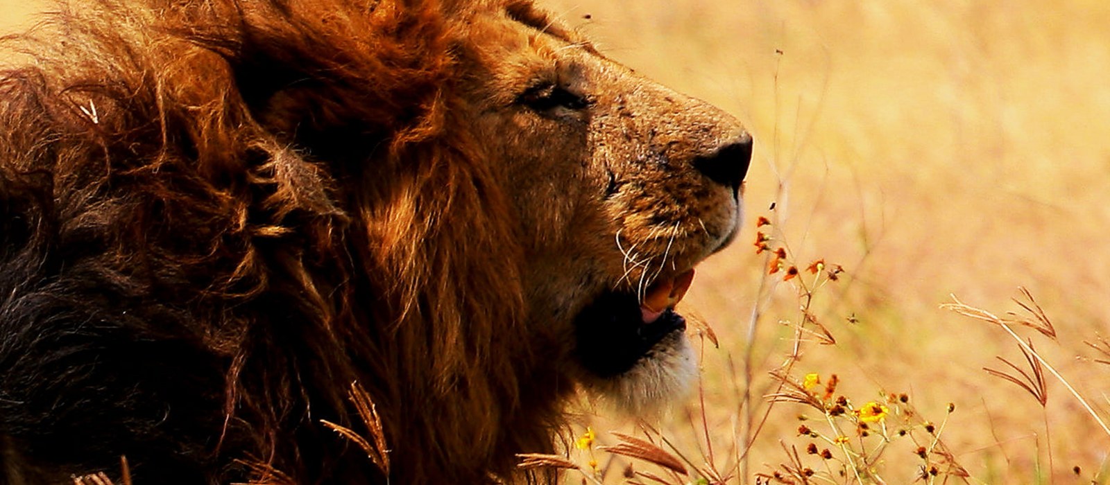 SERENGETI & NGORONGORO