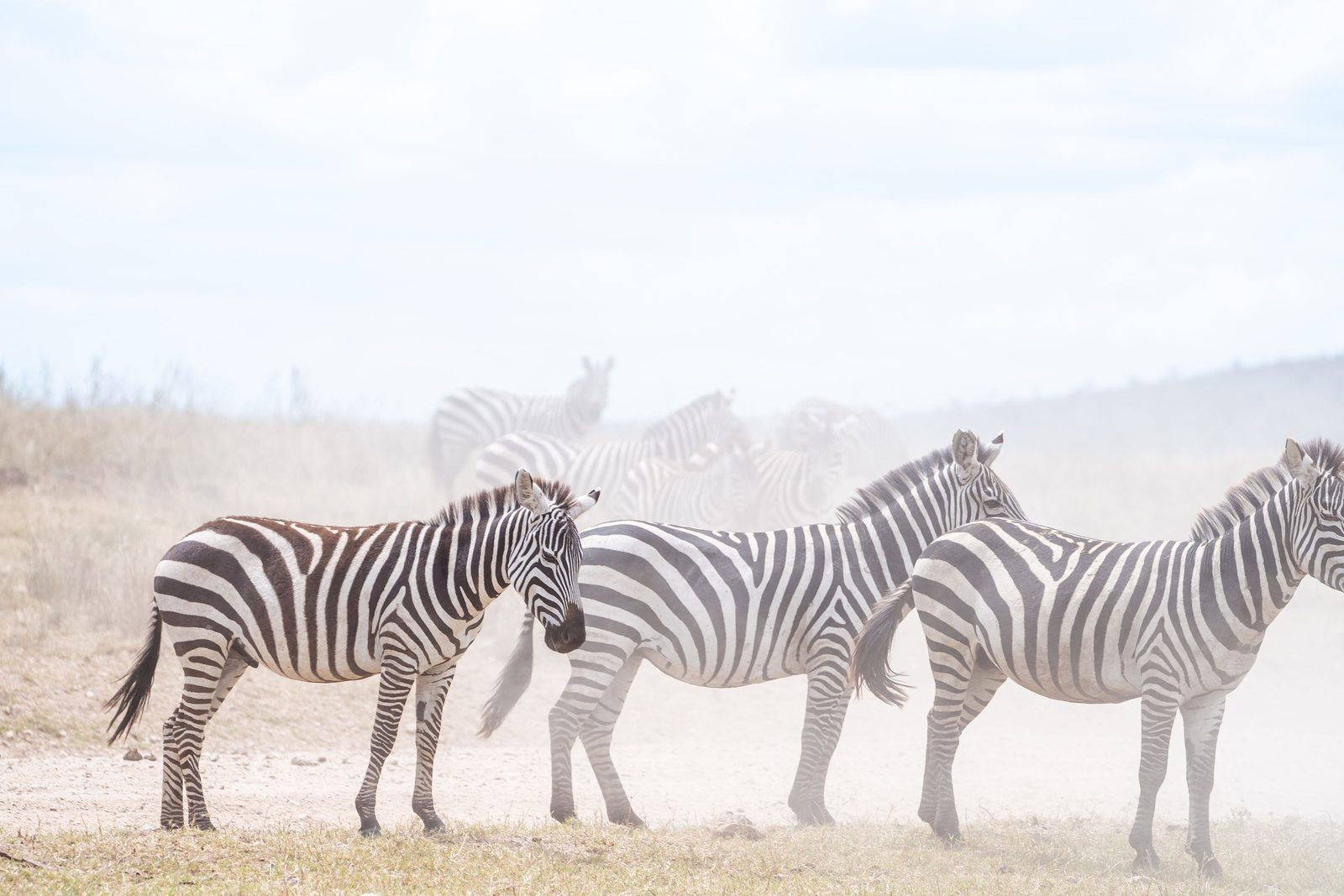 Serengeti Nationalpark