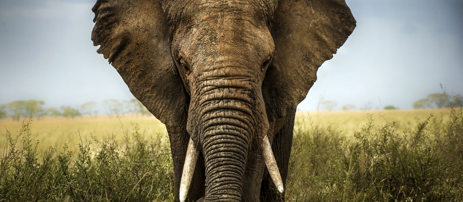 Tarangire Nationalpark