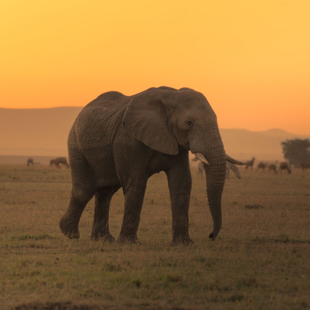 Tarangire Nationalpark Camping