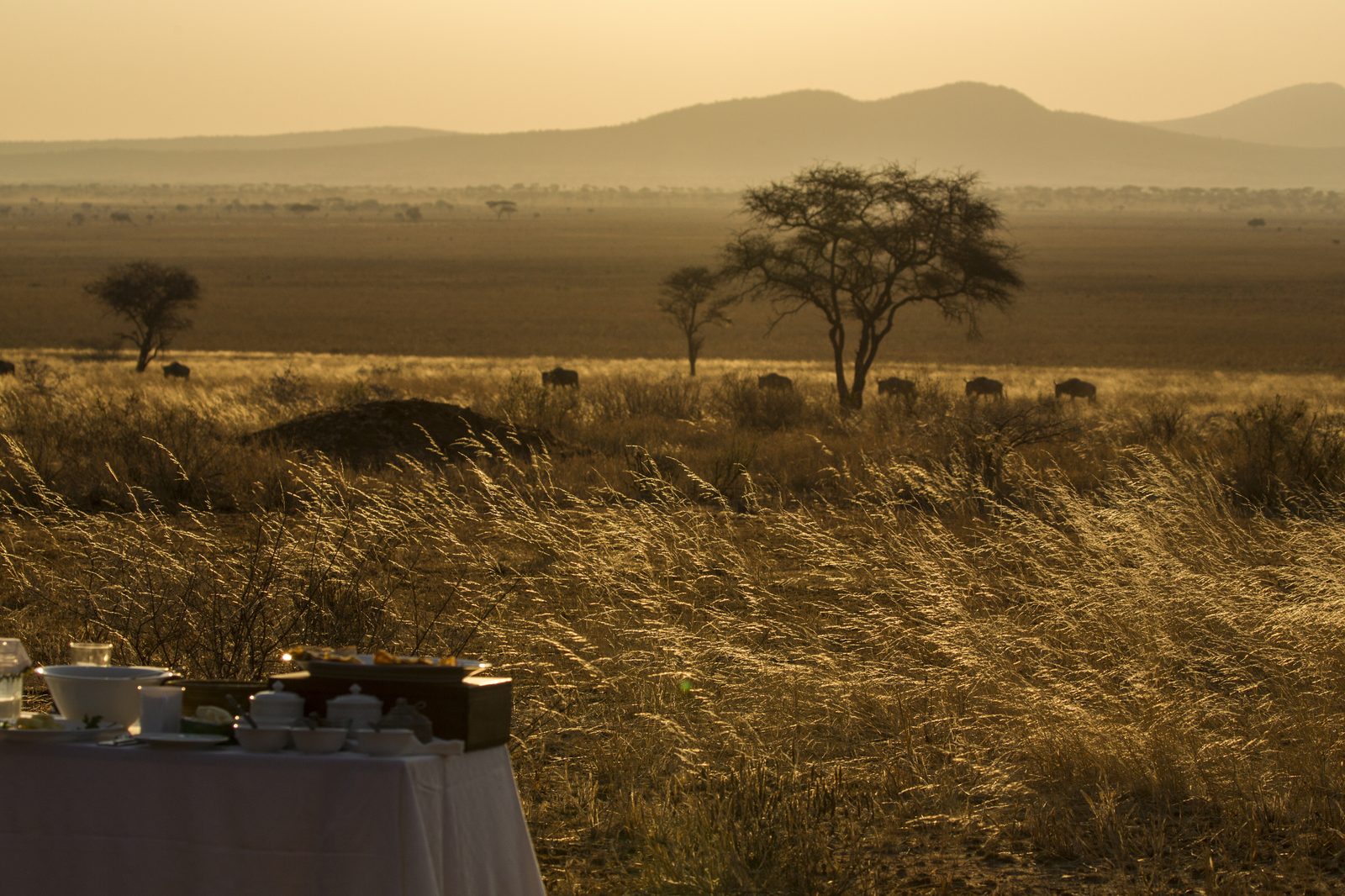 Serengeti Safari (Tag 1)