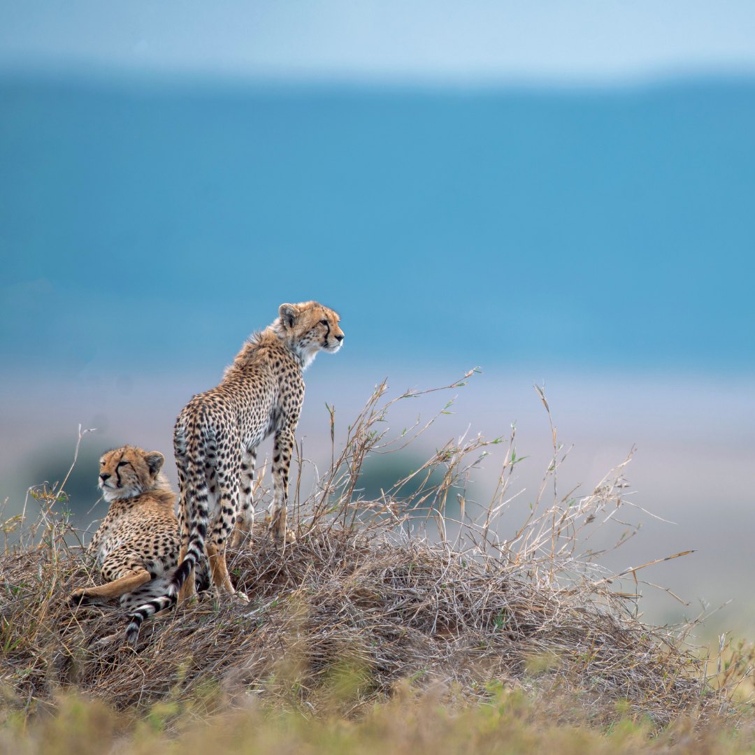 Serengeti Safari (Tag 2)