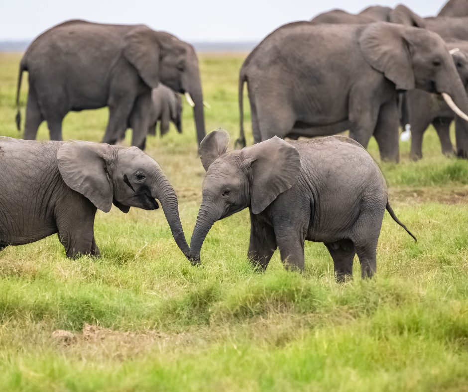 Zwei Elefantenbabys spielen und berühren ihre Rüssel – Serengeti Tansania