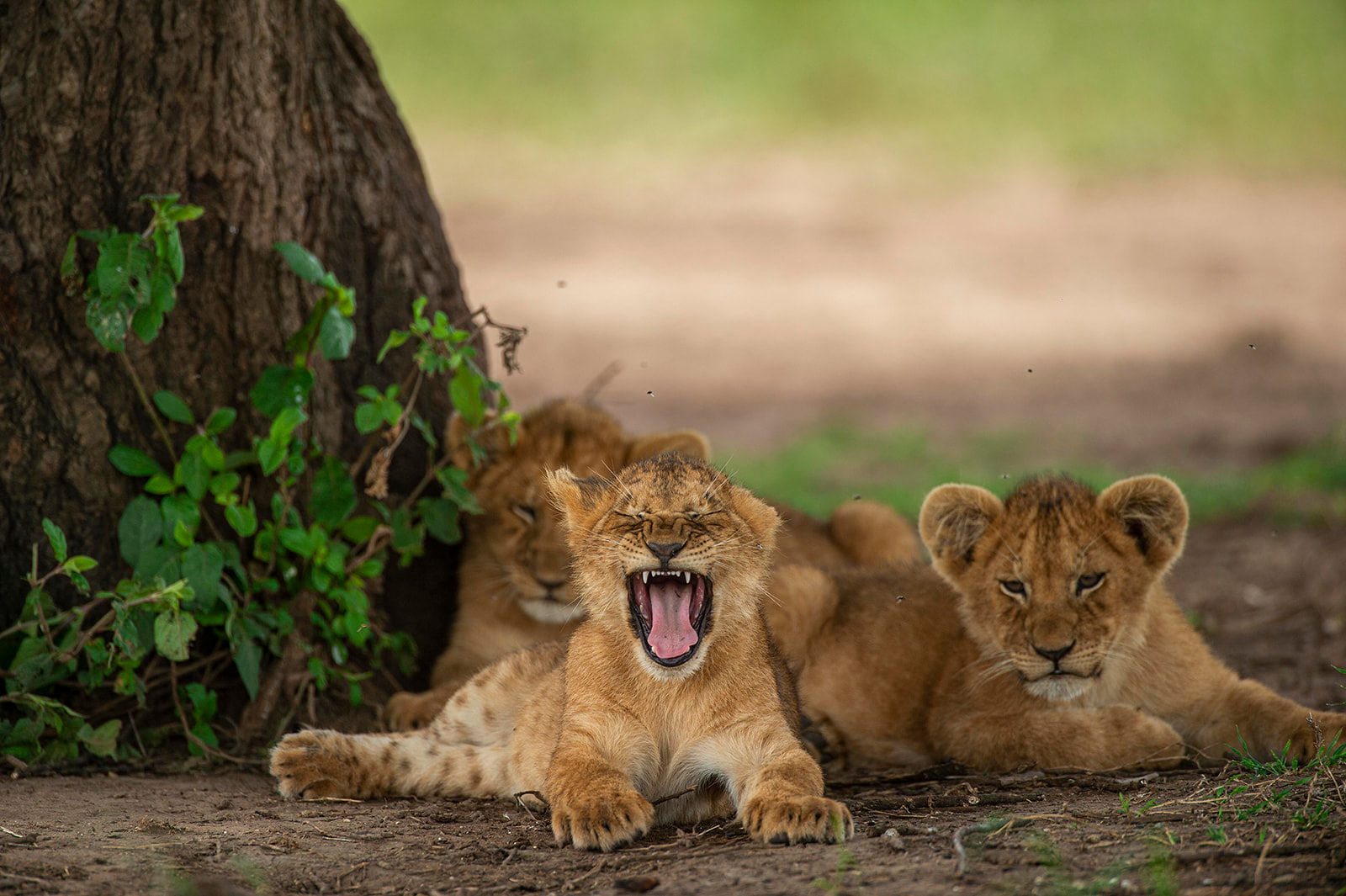 Drei Löwenjunge unter einem Baum in der Serengeti – kindgerechte Wildtierbeobachtung