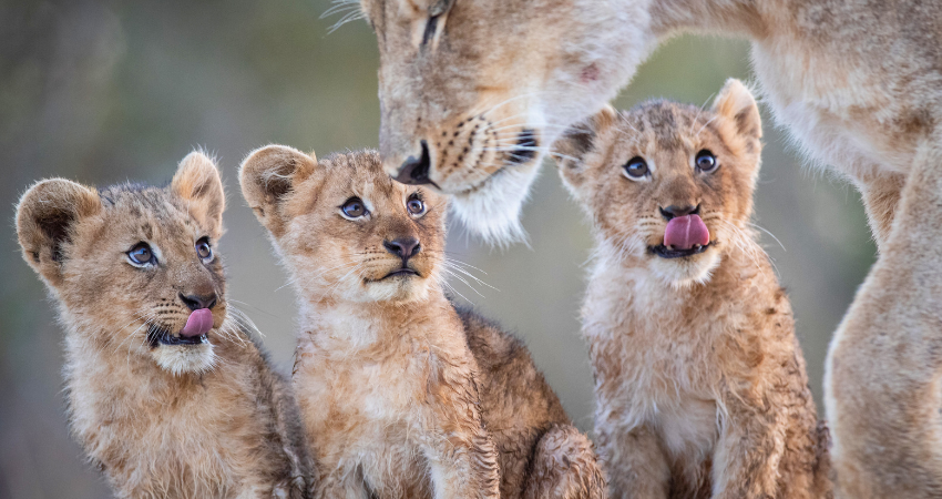 Drei Löwenjunge mit ihrer Mutter in der Serengeti – kindgerechte Wildtierbeobachtung