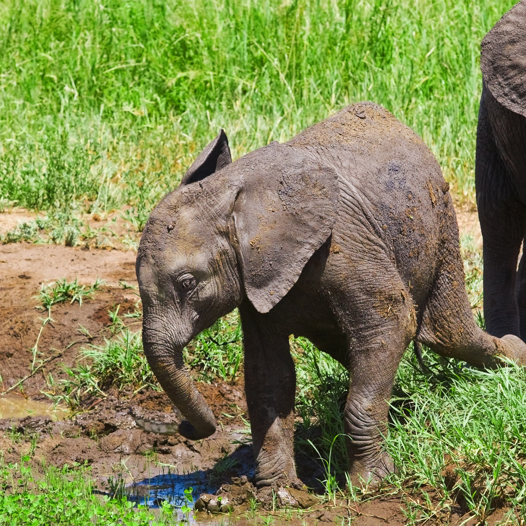 Junges Elefantenbaby an einem Wasserloch im Tarangire Nationalpark – Familiensafari Tansania
