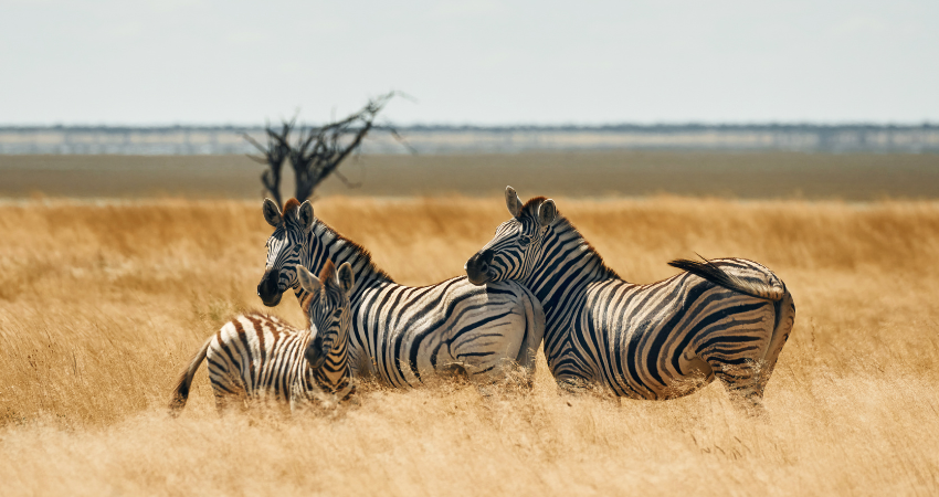 Zebra-Mutter mit Fohlen – Familienmomente in der Ngorongoro-Region