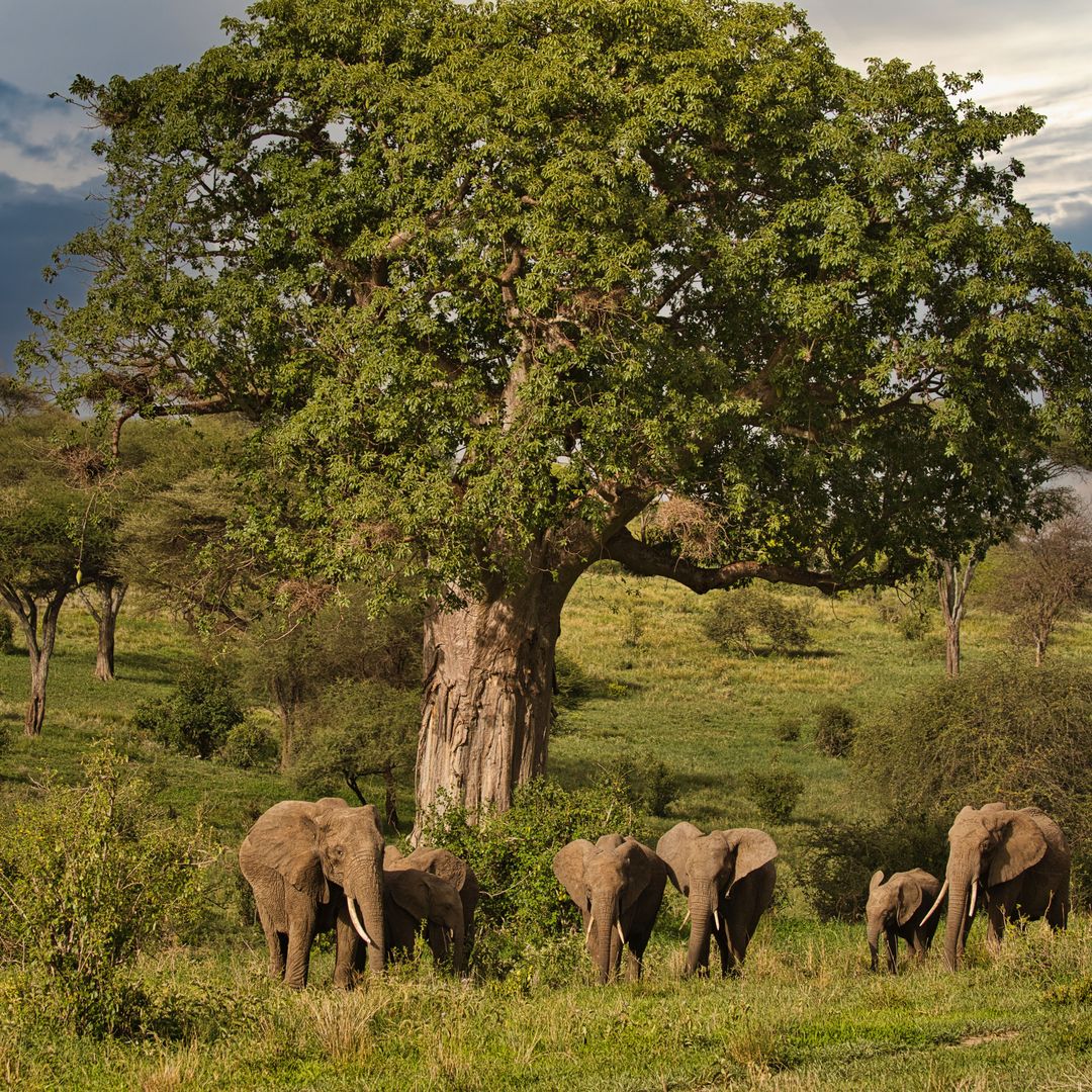 Tarangire Nationalpark