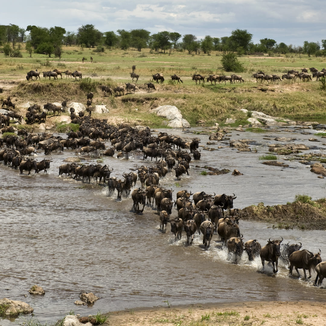 Serengeti Vollpension