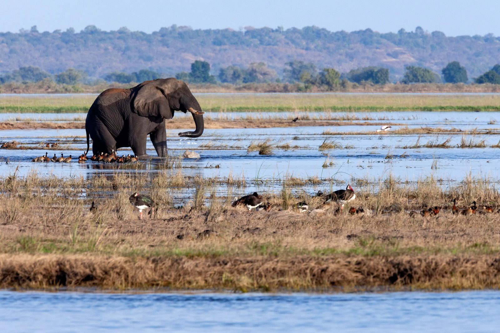 Bootsfahrt am Chobe-Fluss & Heimreise