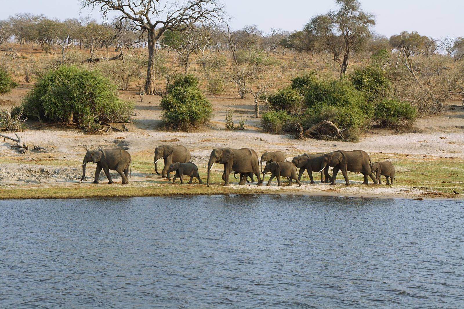 CHOBE NATIONALPARK