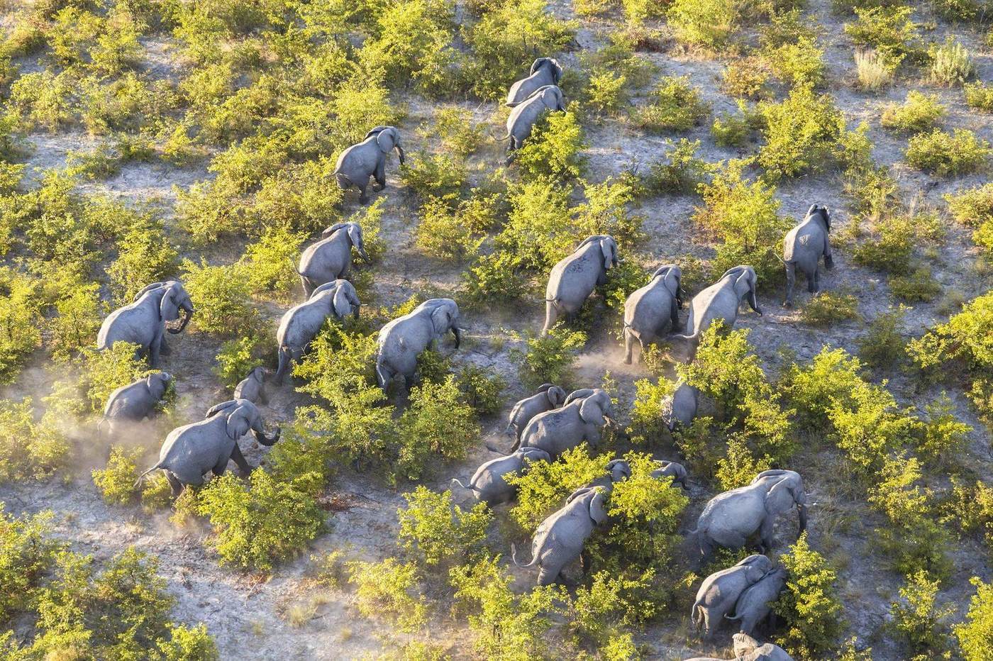 Luftaufnahme einer Elefantenherde in den Botswana-Überschwemmungsebenen
