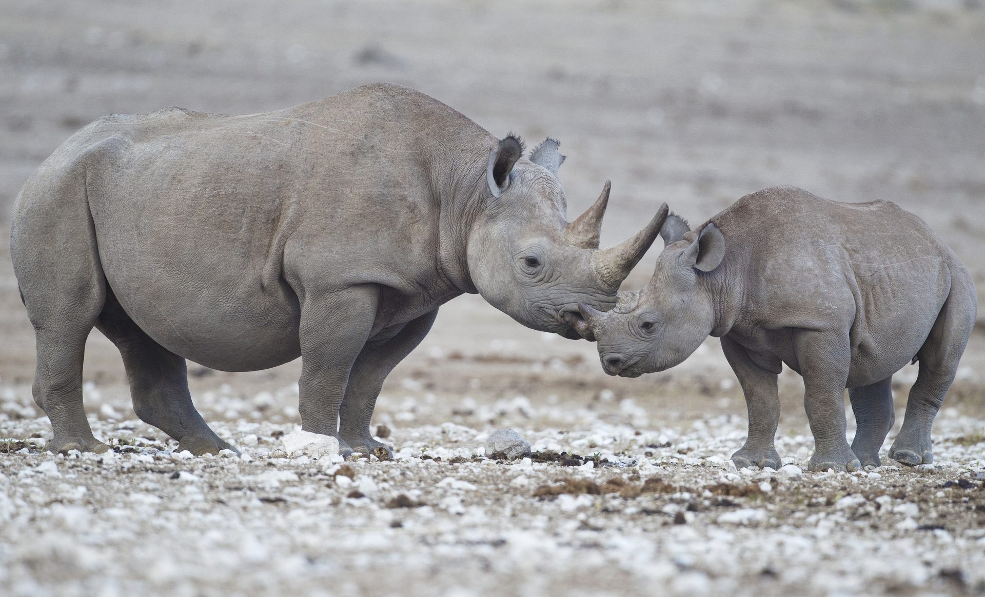 Schwarzes Nashorn bei der Nashorn-Tracking-Expedition in Namibia