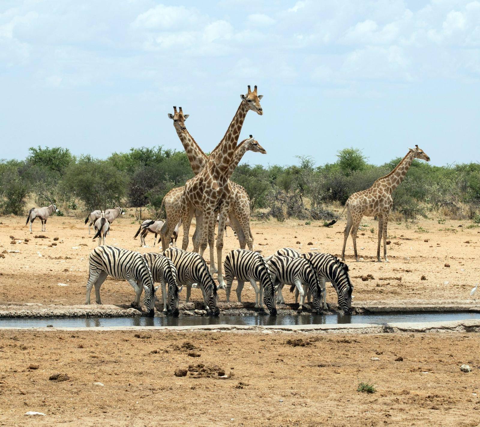 Giraffen und Zebras an einem Wasserloch in der namibischen Savanne