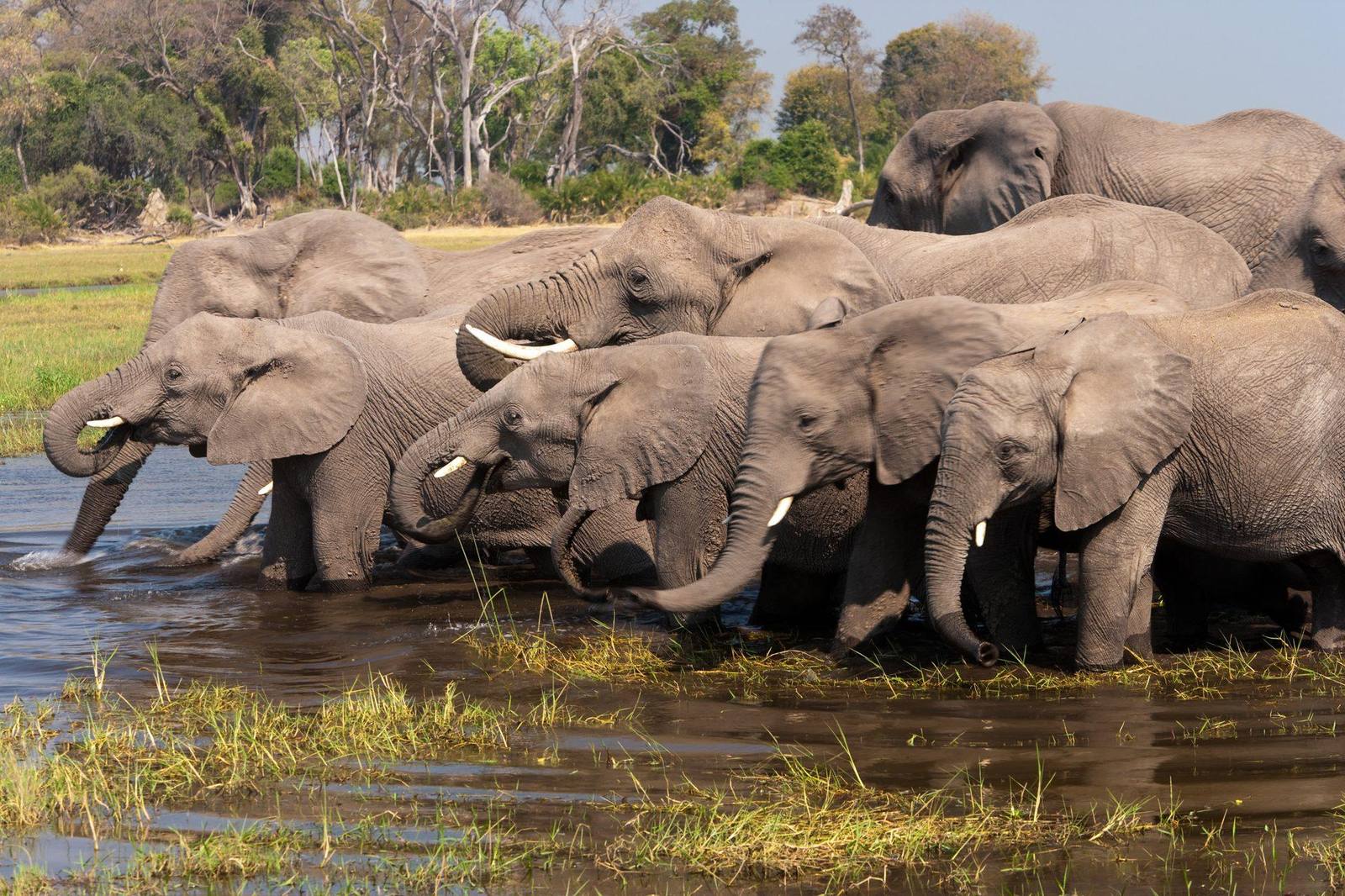 Elefanten trinken im Okavango-Delta – Botswanas Wasserwildnis