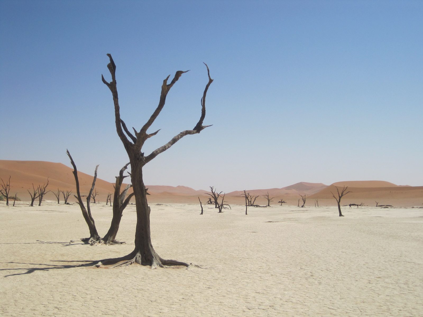 Düne 45, Deadvlei & optionale Aktivitäten