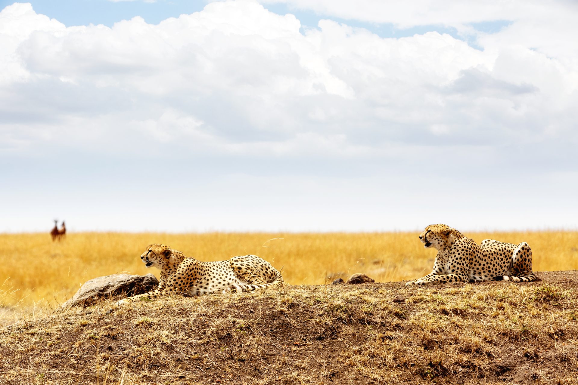 Zwei Geparden auf einem Termitenhügel – Kenia Safari Wildlife-Begegnung