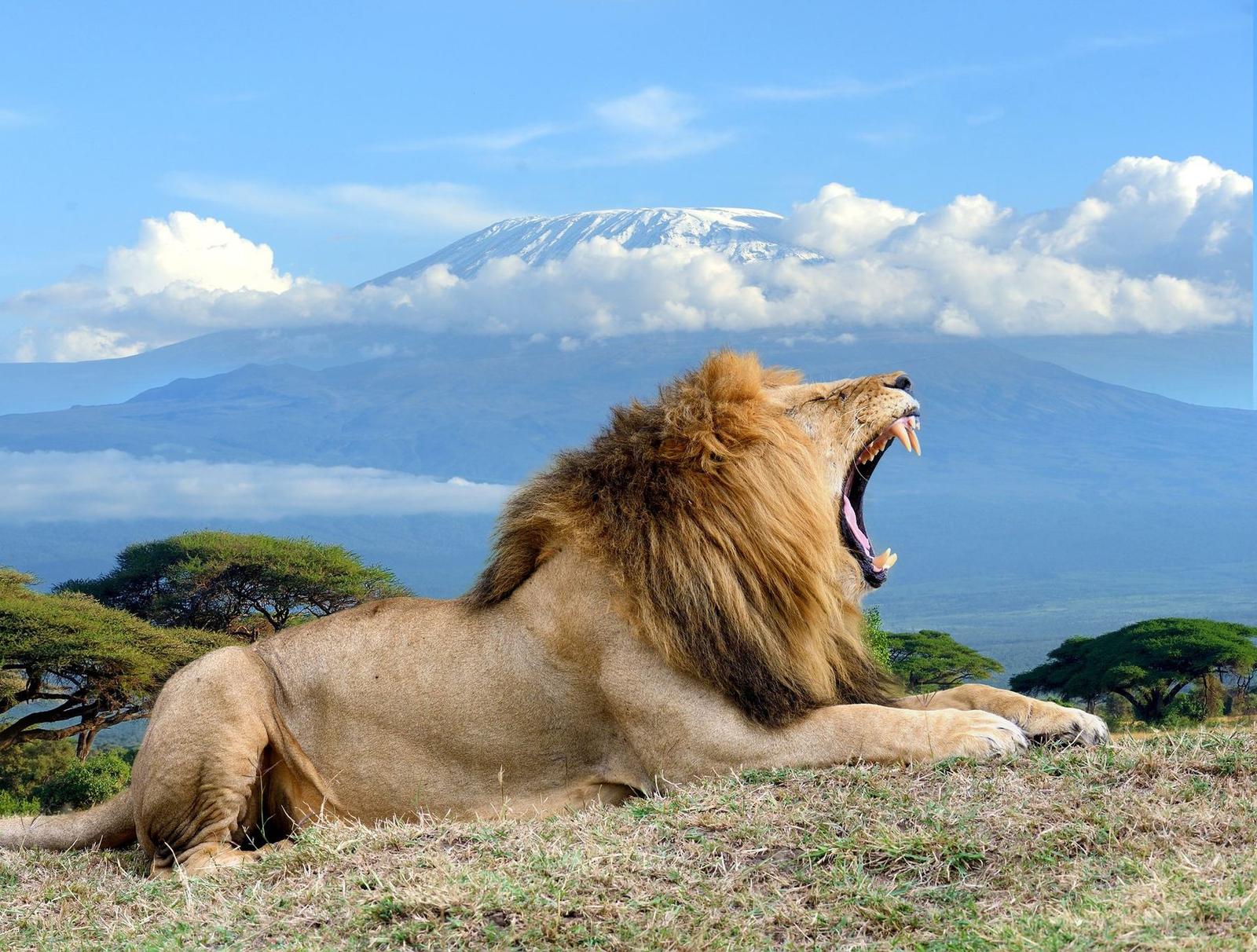 Löwe vor dem Kilimandscharo – Kenia Wildlife in der Savanne