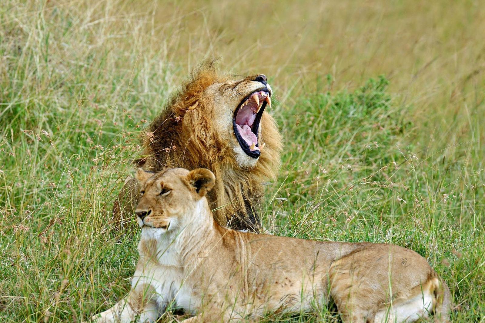 Löwe im Kenia Nationalpark – Nahaufnahme Big Five auf Pirschfahrt