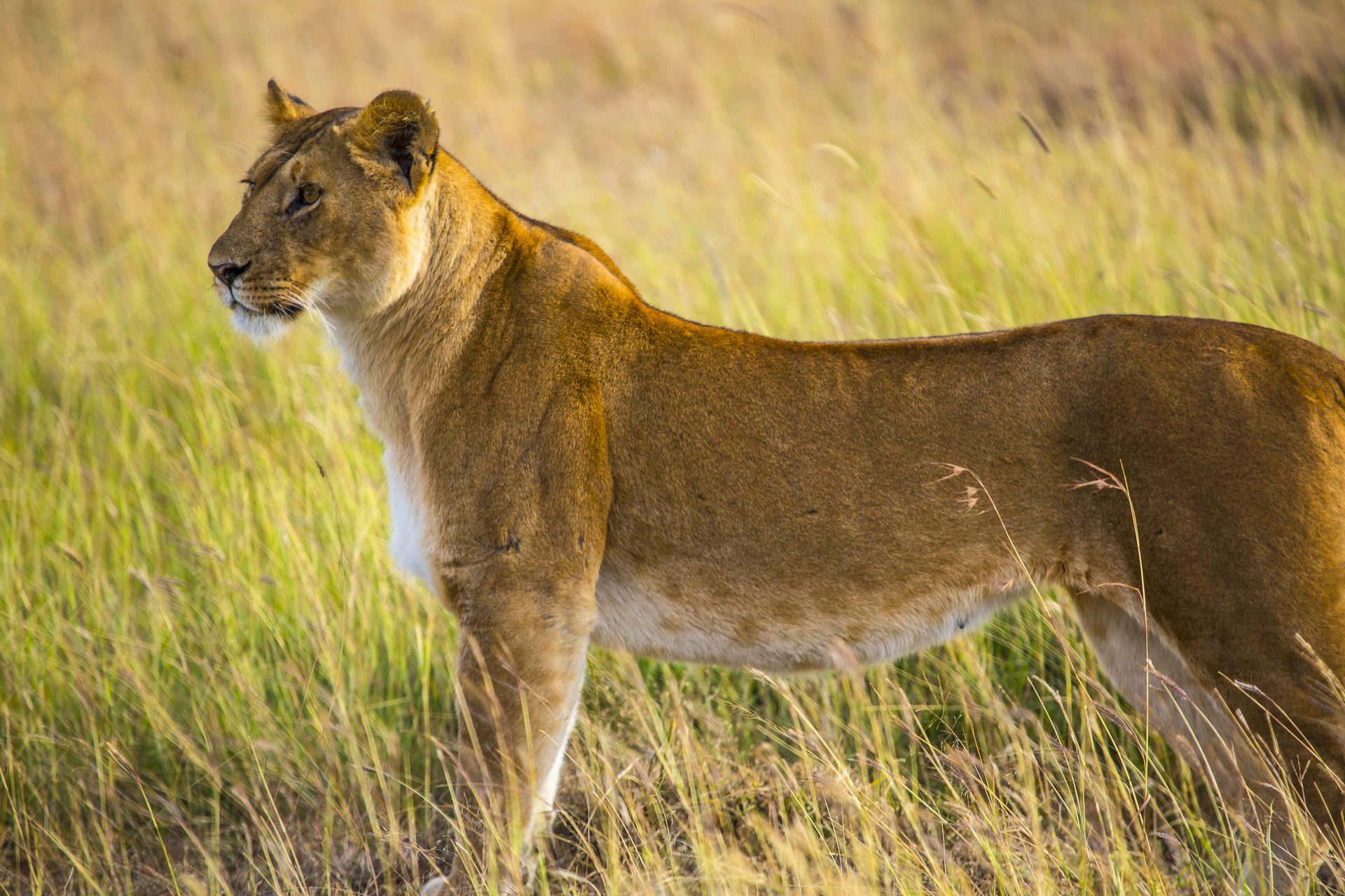 Löwin im goldenen Gras der kenianischen Savanne