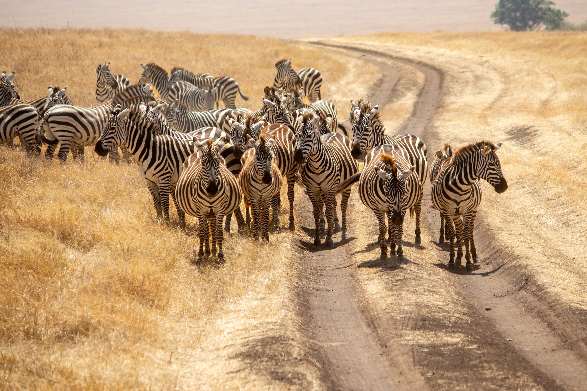 Zebraherde auf Safari-Piste – Game Drive in Kenias Nationalparks