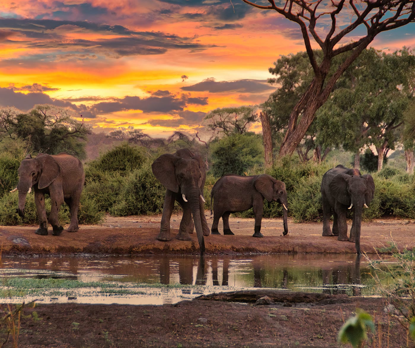 Elefantenherde an einem Wasserloch bei dramatischem Sonnenuntergang im Tarangire Nationalpark, Tansania