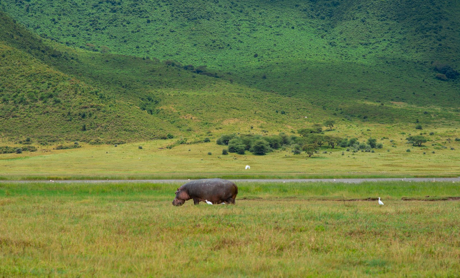 Ngorongoro Krater