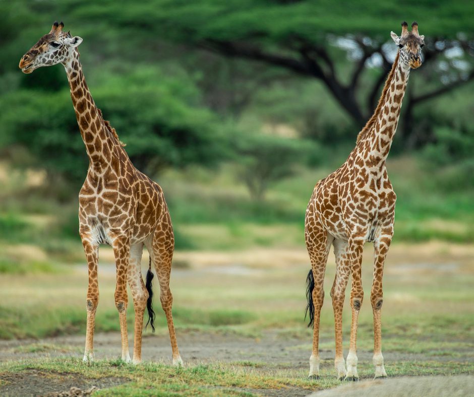 Arusha Nationalpark