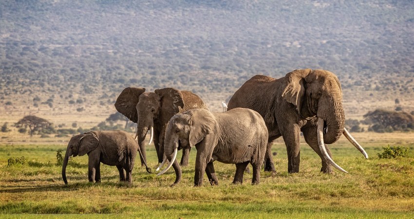 Tarangire Nationalpark