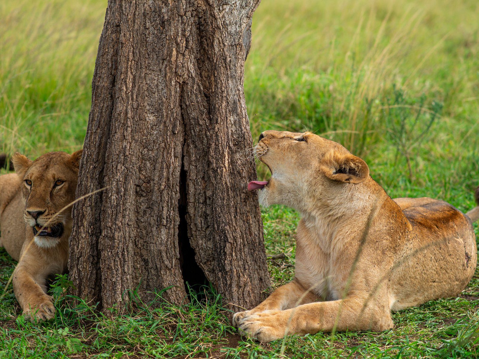 Zwei Löwinnen im Schatten eines Baumes in der Serengeti, eine gähnt – Fotoreise Tansania