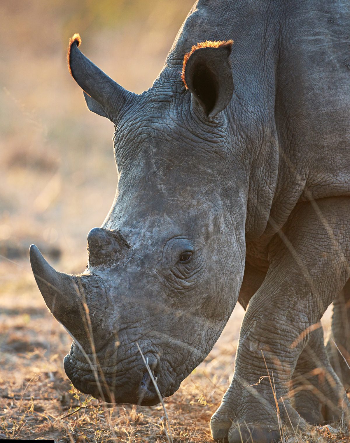 Schwarzes Nashorn im Morgennebel des Ngorongoro-Kraters