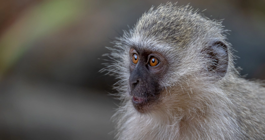 Momella-Seen & Colobus-Affen im Arusha Nationalpark