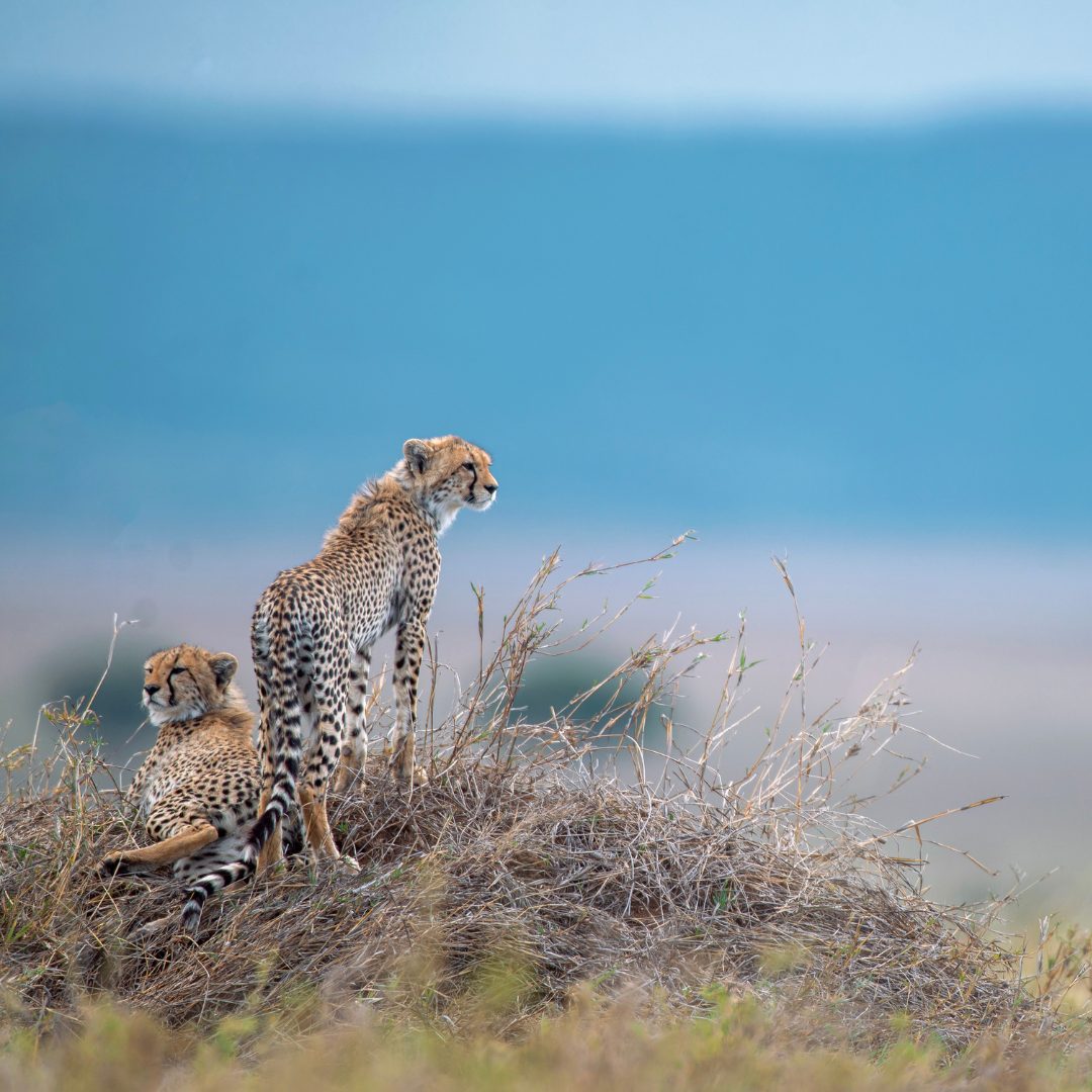 Geparden auf einem Termitenhügel in der Serengeti – Tansania Wildlife Safari