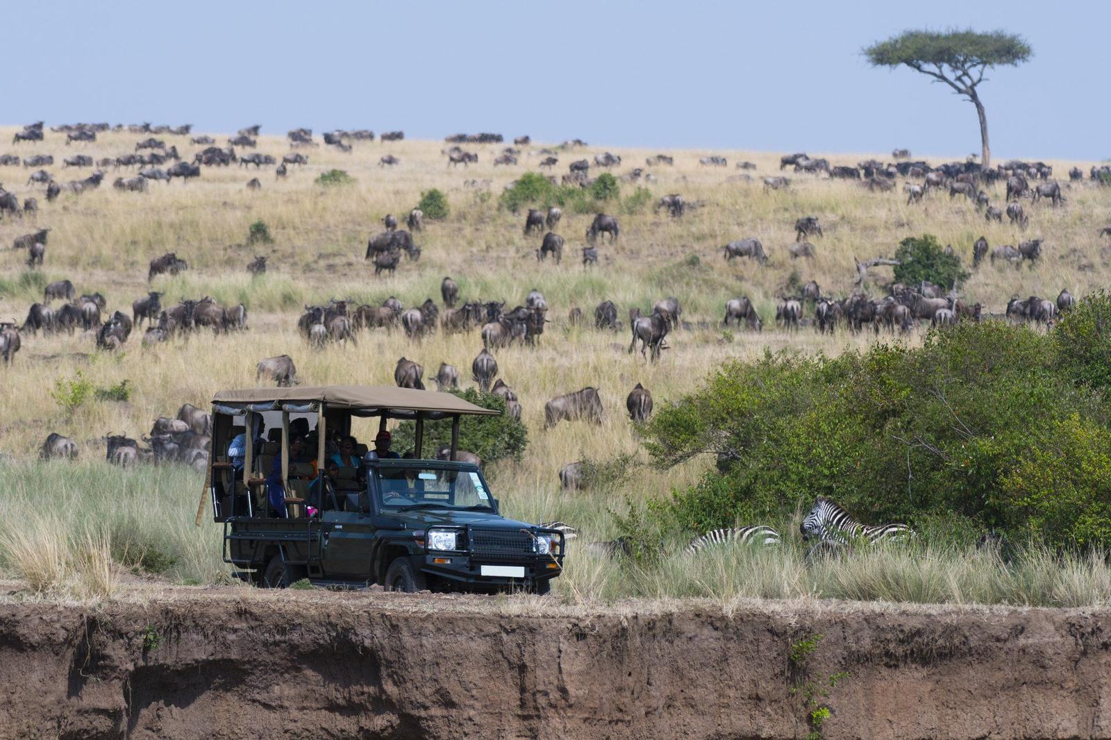 Massai Mara – Safari-Jeep am Mara-Steilhang mit Gnuwanderung im Hintergrund