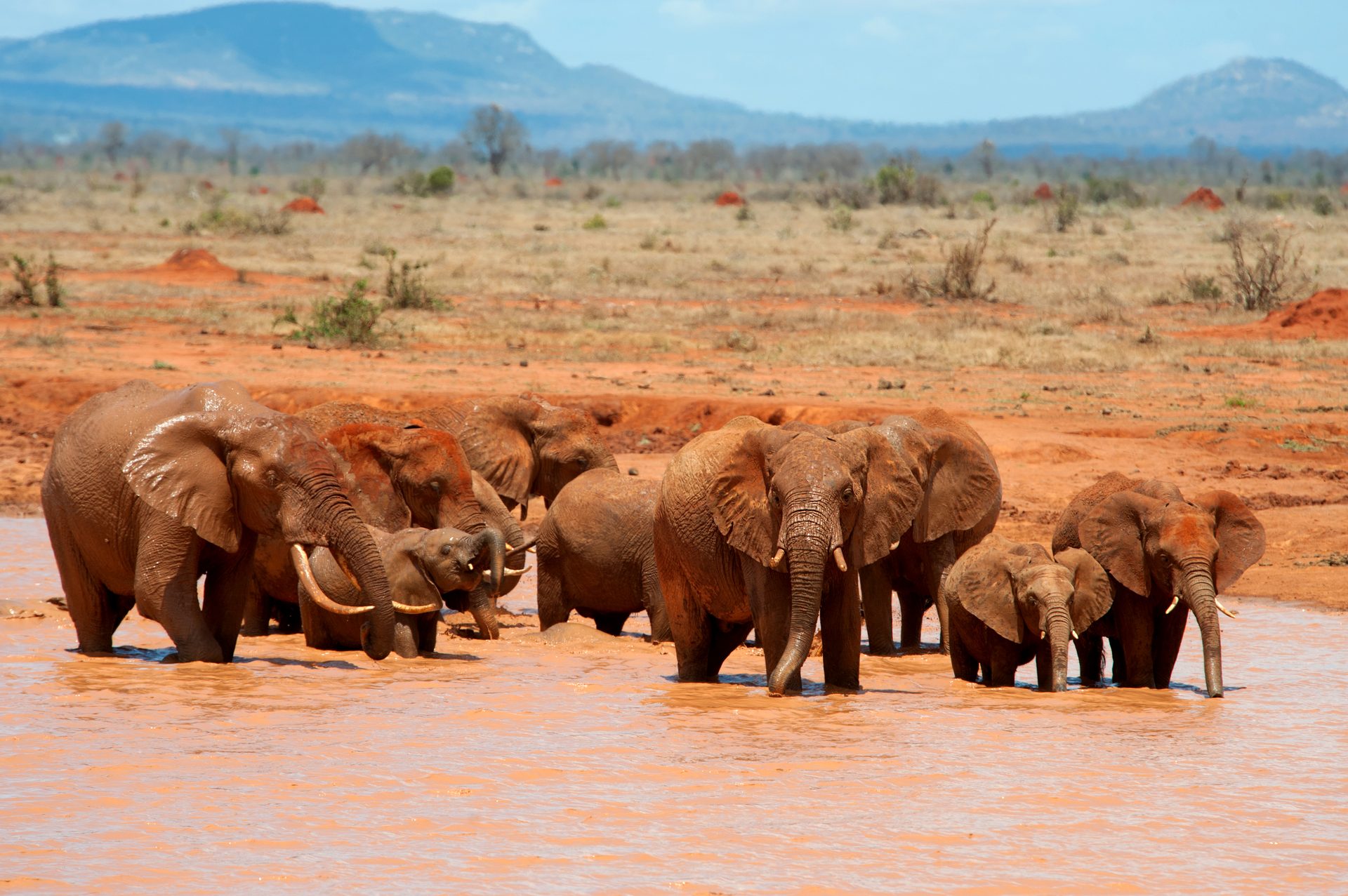Tsavo Ost – Elefantenherde am Wasserloch mit rotem Lateritboden