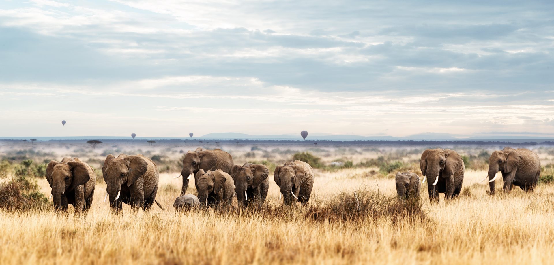 KENIA SAFARI