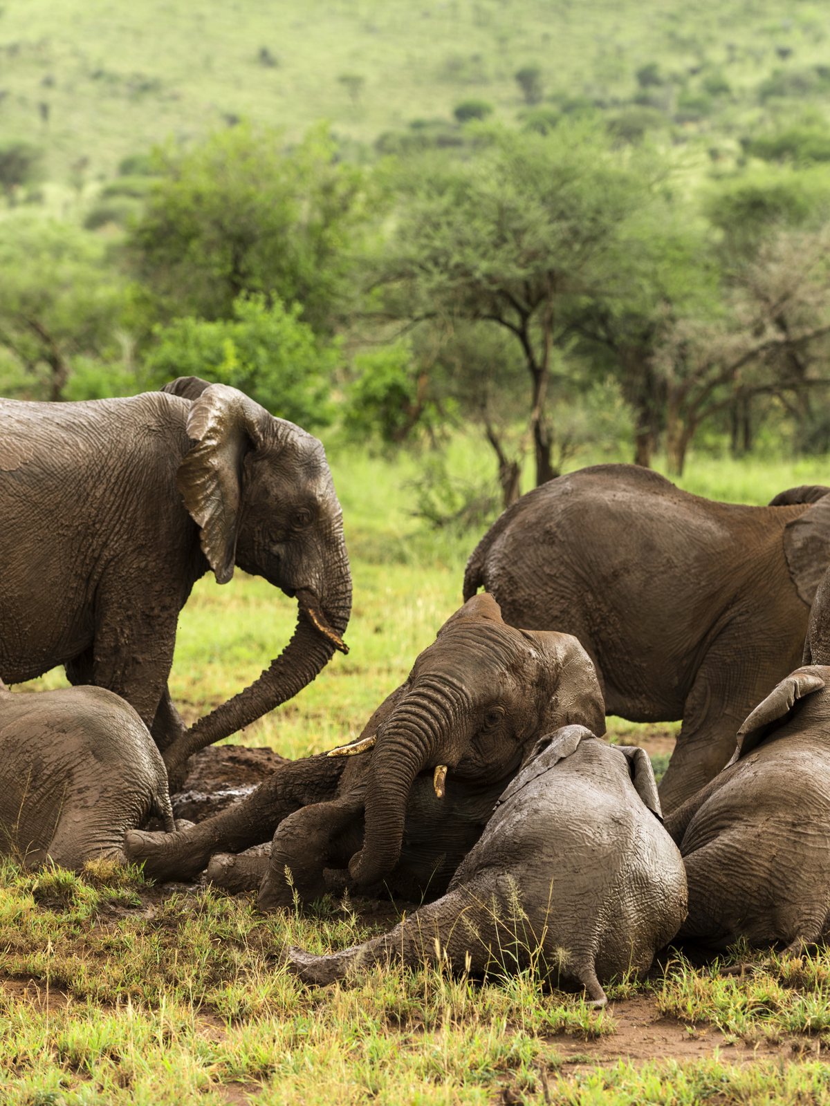 Elefantenfamilie beim gemeinsamen Schlammbad in der Serengeti