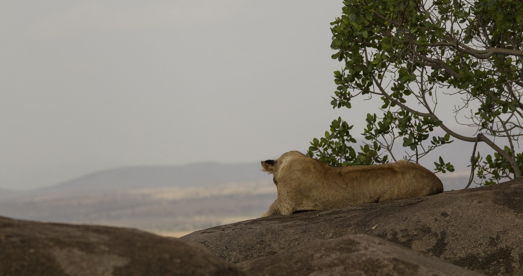 Löwin ruht auf einem Granit-Kopje mit Blick über die weite Serengeti-Ebene