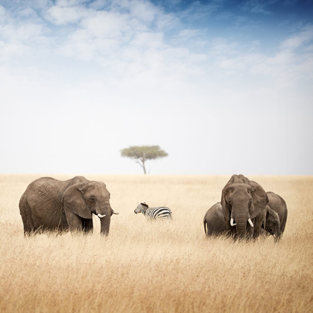 SAFARI ABENTEUER