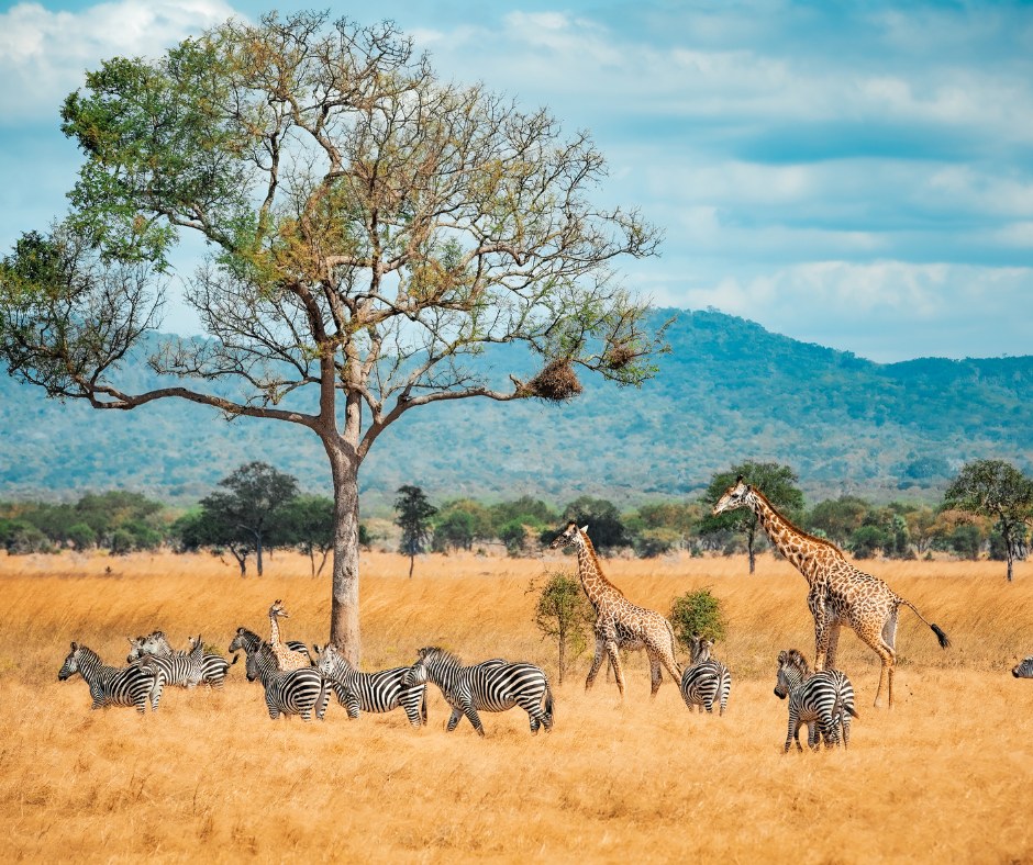 Arusha Nationalpark
