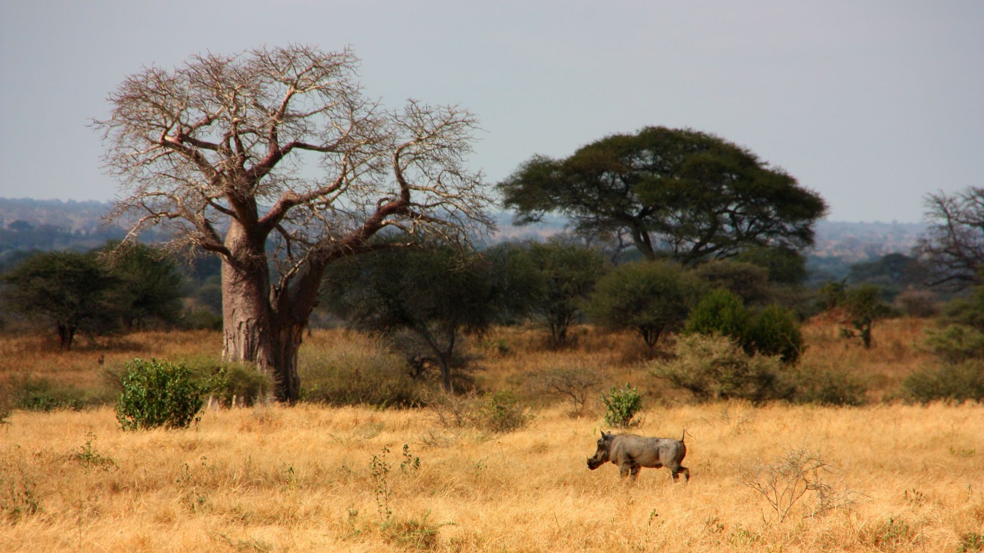 Tarangire Nationalpark