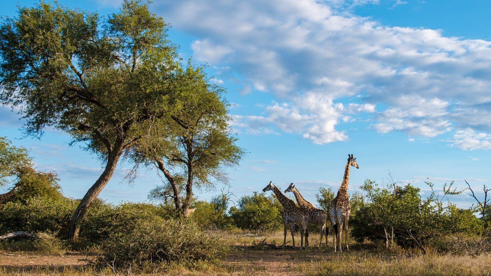 Giraffen im Krüger-Nationalpark Südafrika – Big Five Safari Bushveld